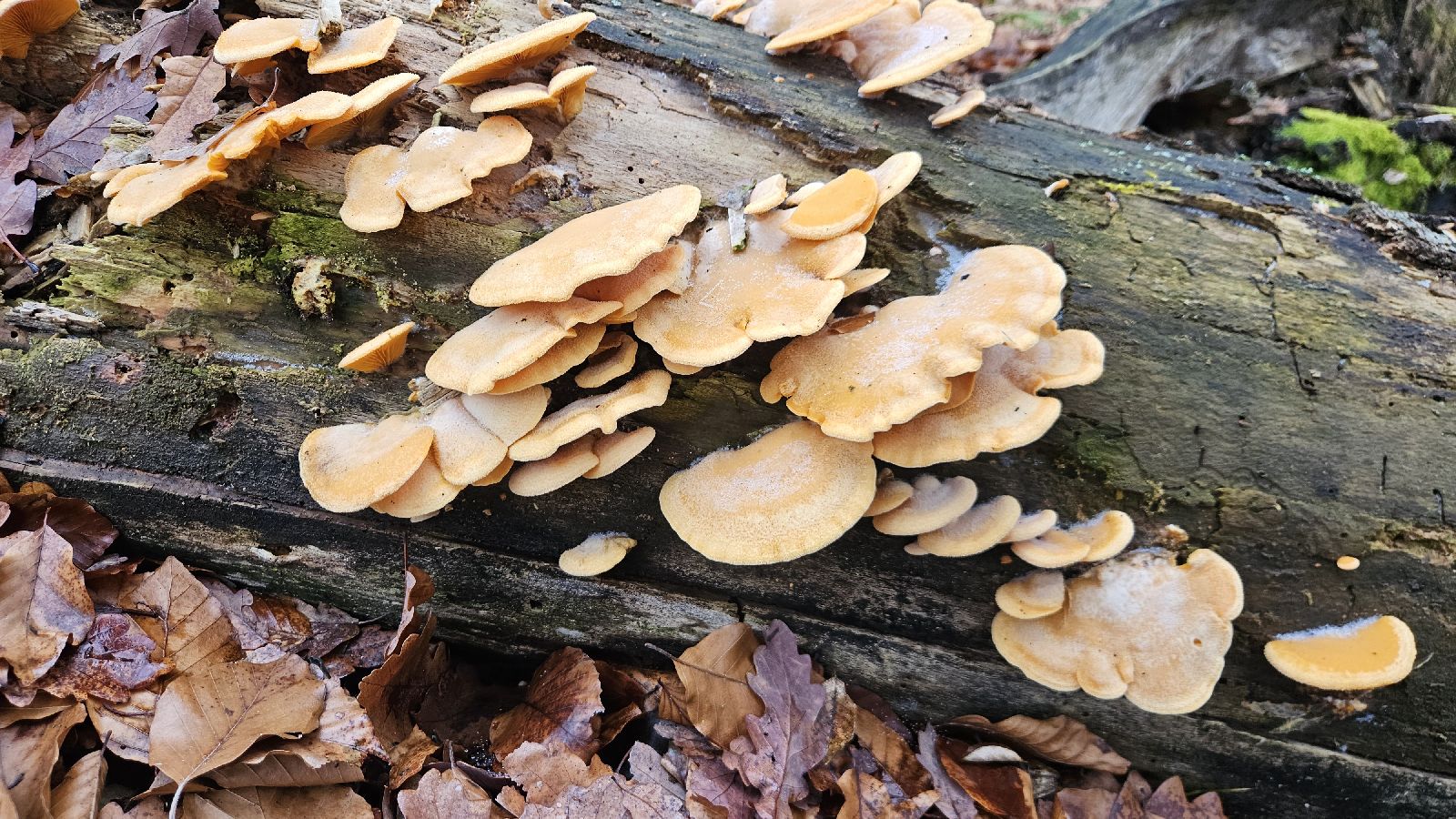 A - nie je v databáze