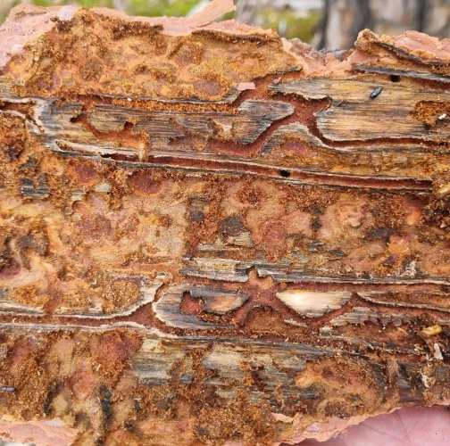 Six-toothed pine bark beetle