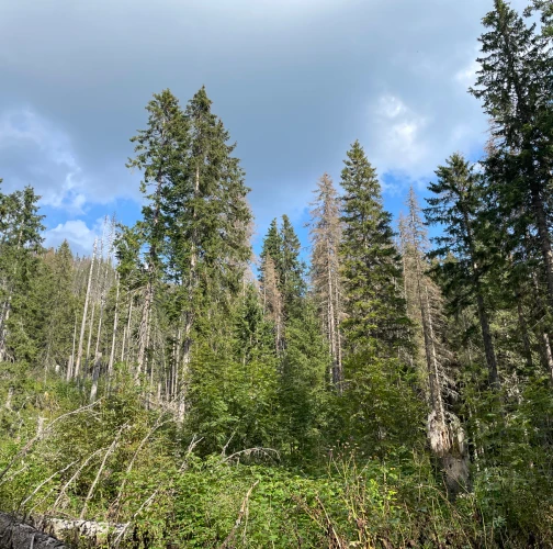 European spruce bark beetle