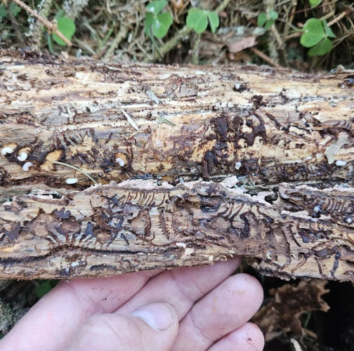 European spruce bark beetle