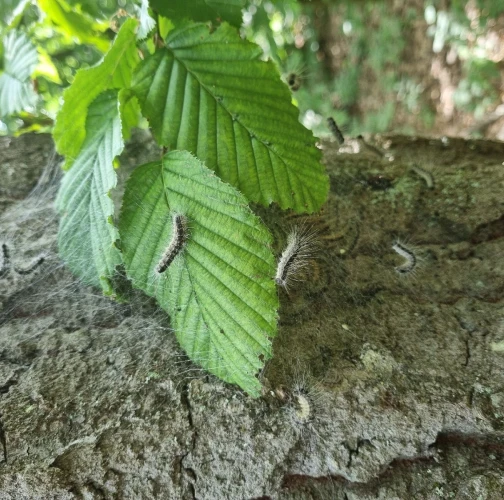 Oak processionary moth
