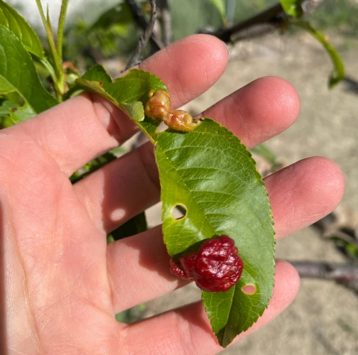 Peach leaf curl