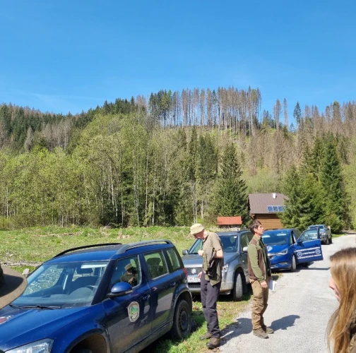 European spruce bark beetle