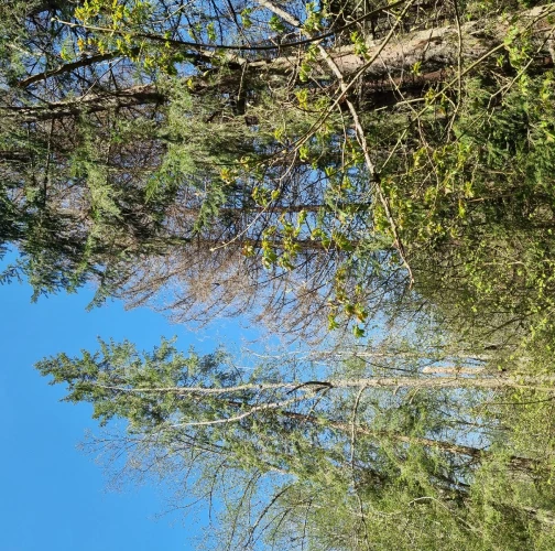 European spruce bark beetle