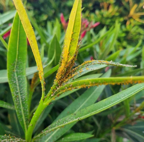 Oleander aphid
