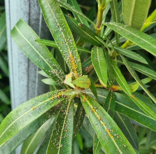 Oleander aphid