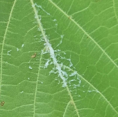 Citrus flatid planthopper