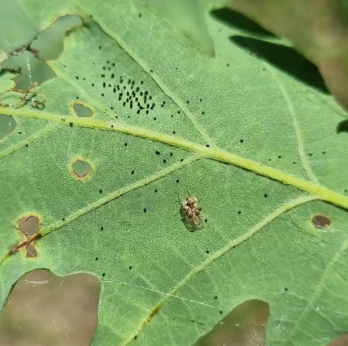 Oak lace bug