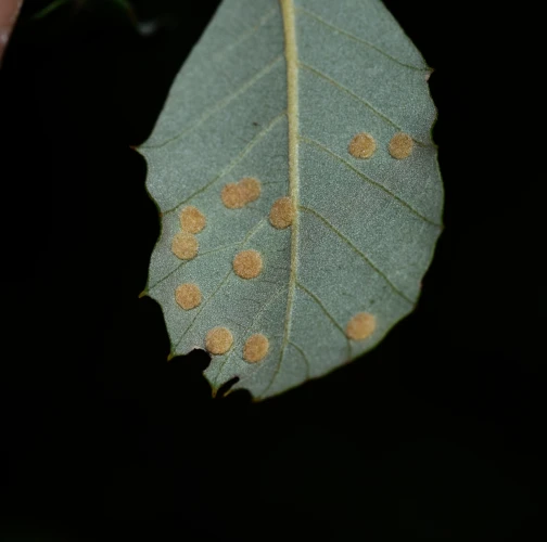 Gall mite of Holly oak