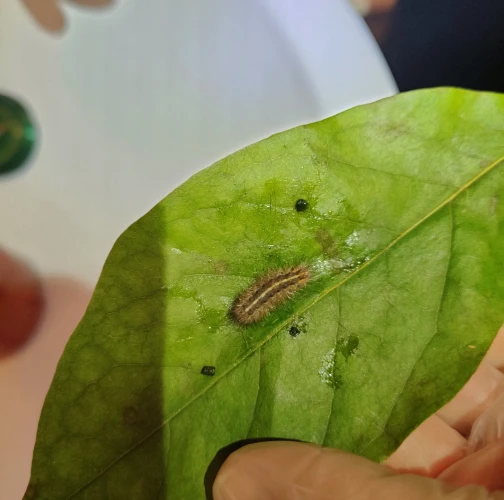 A - Ambiguously determined, we are not sure