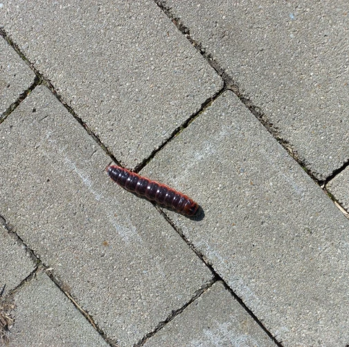 Slávka Chrachalová 