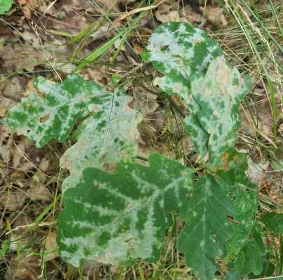 Oak powdery mildew