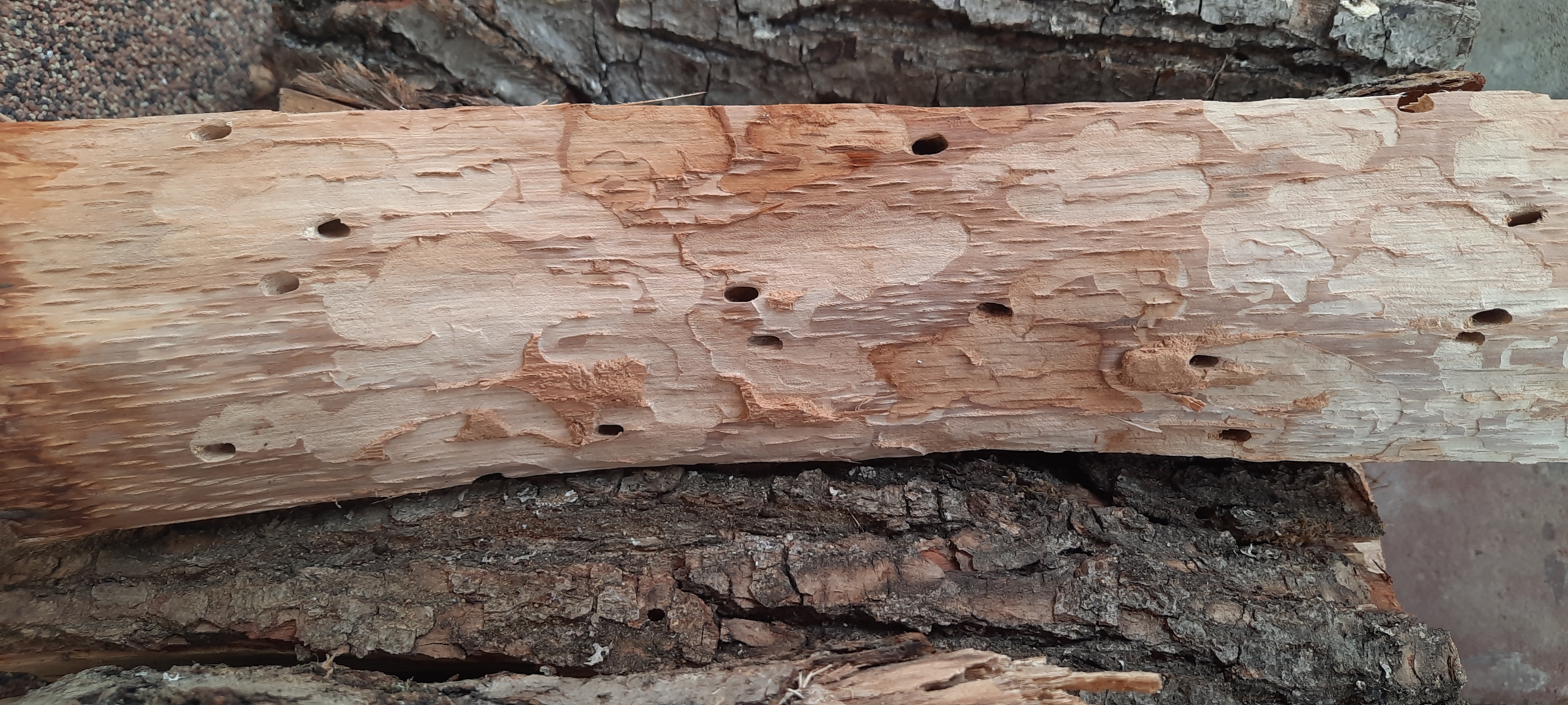 Plagionotus arcuatus