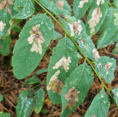 Locust digitate leaf miner