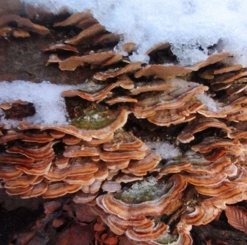 Turkey tail