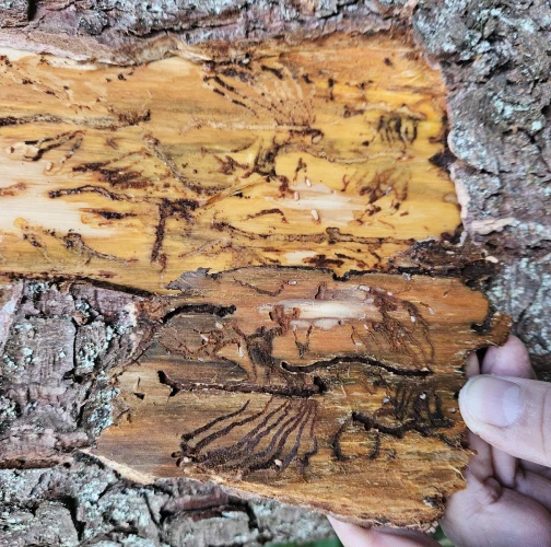 European spruce bark beetle