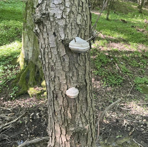 Tinder fungus