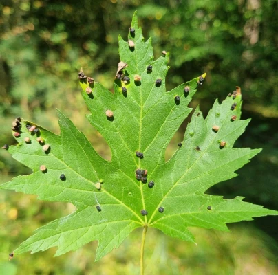 Maple bladder-gall mite
