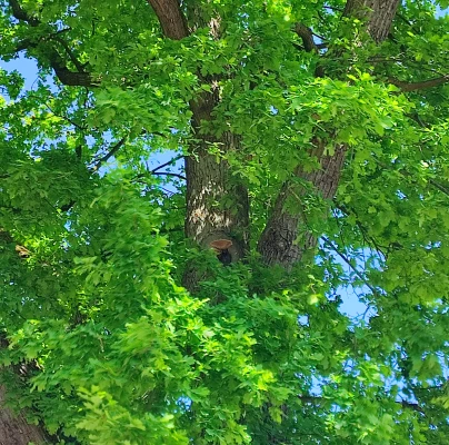 Fungus Inonotus hispidus 