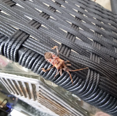 Western conifer seed bug