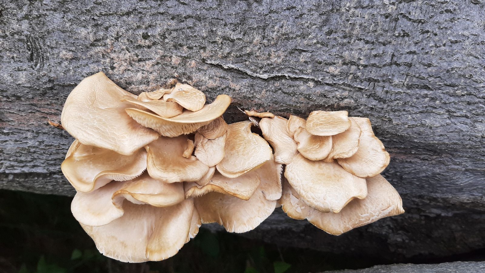 Pleurotus pulmonarius