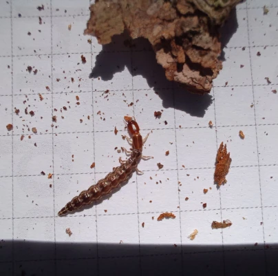 A - This species is not in the database yet