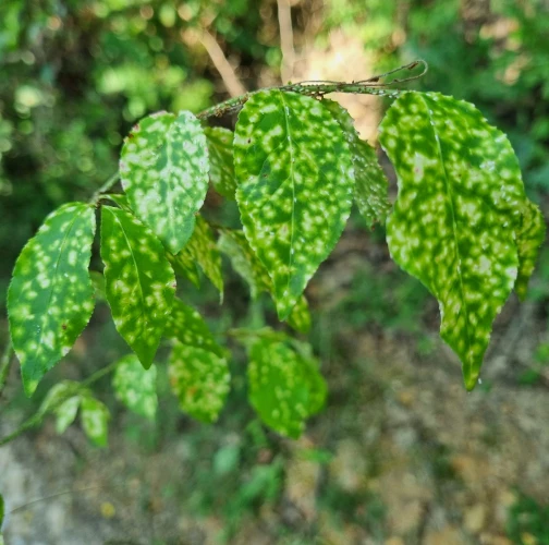 Euonymus scale