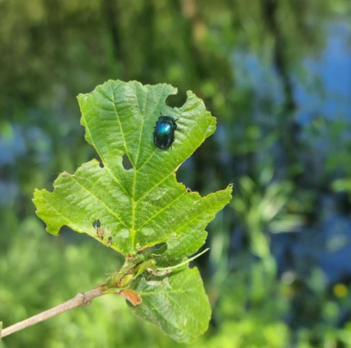 Alder leaf beetle