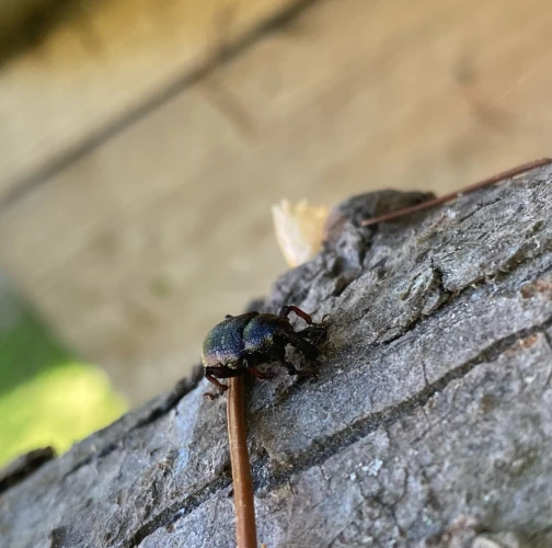 Large pine weevil