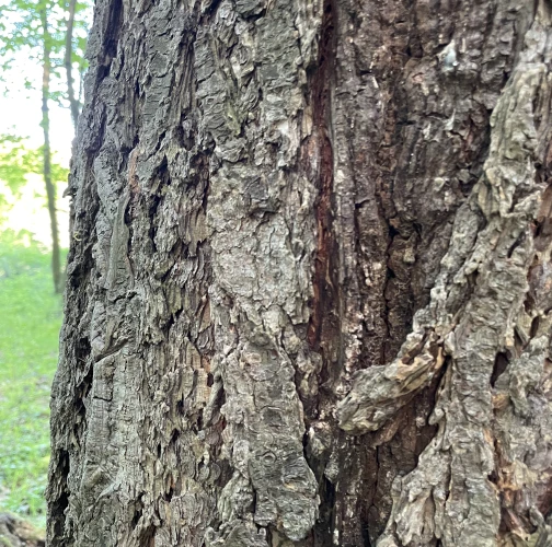  Vladimír Šalgovič