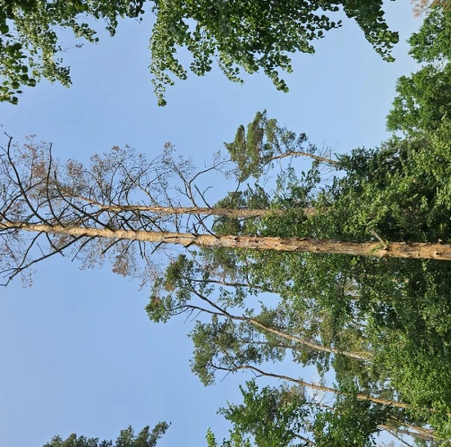 Six-toothed pine bark beetle