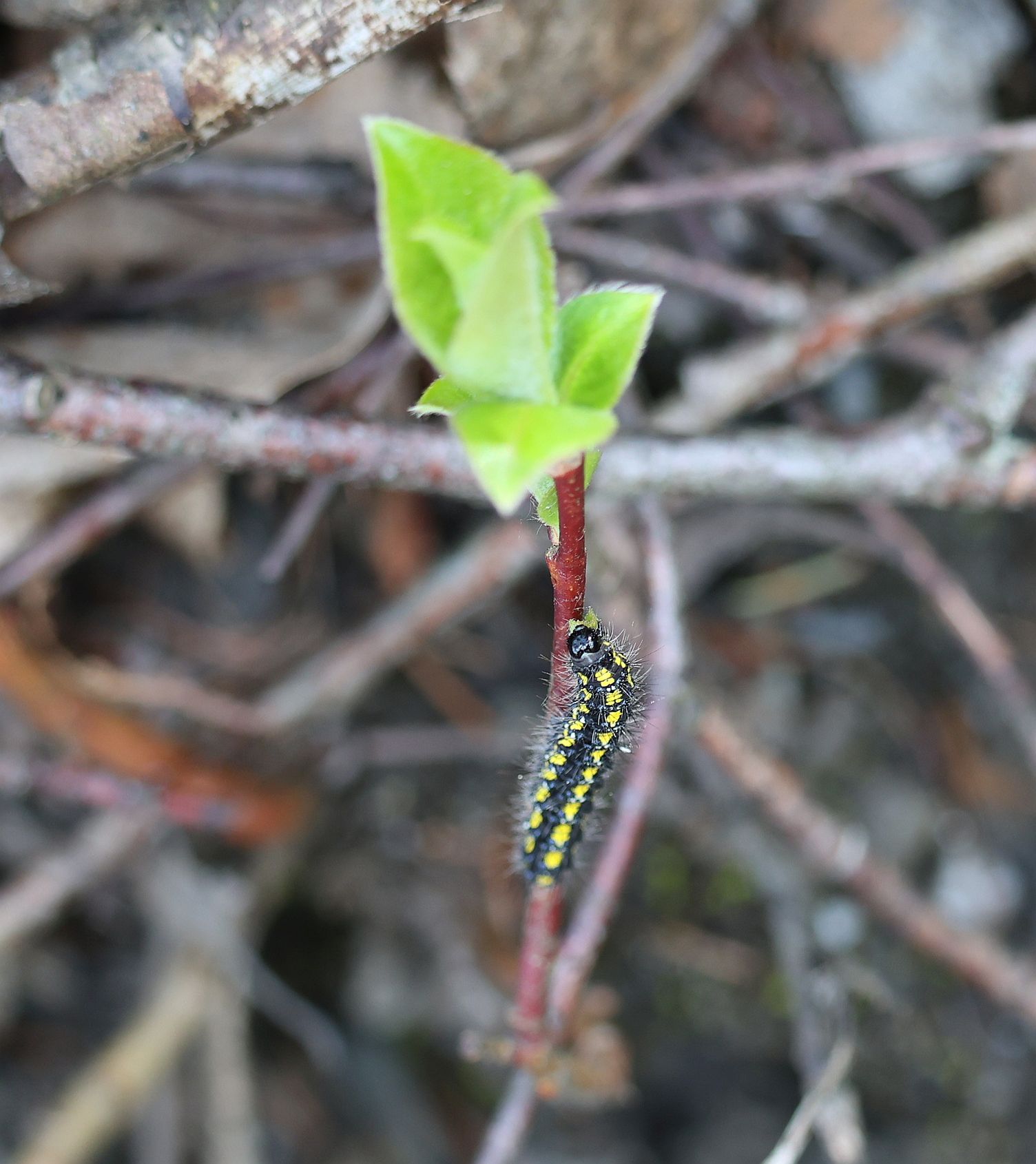 A - nie je v databáze