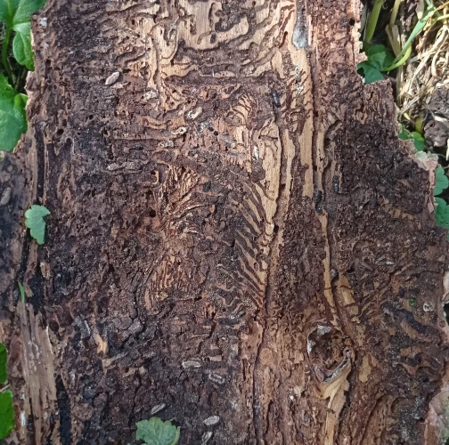 European spruce bark beetle