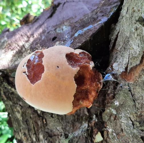 Fungus Inonotus hispidus 