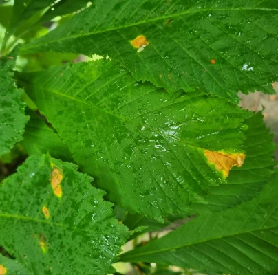 Horse-chestnut leaf blight