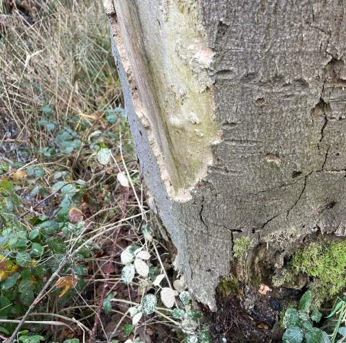Fan-bearing wood-borer