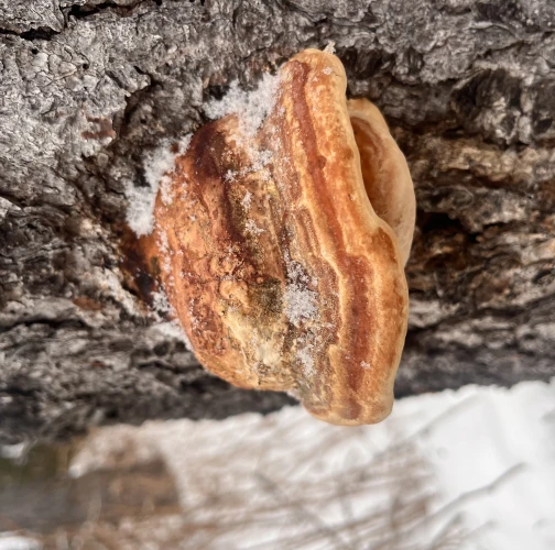 Martin Bruncko I.č. 18520 