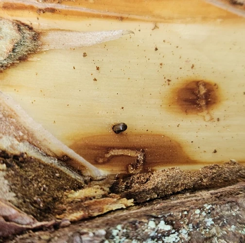 Striped ambrosia beetle