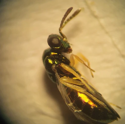 Gall midge Dryomyia circinans