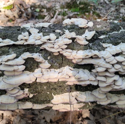 Turkey tail