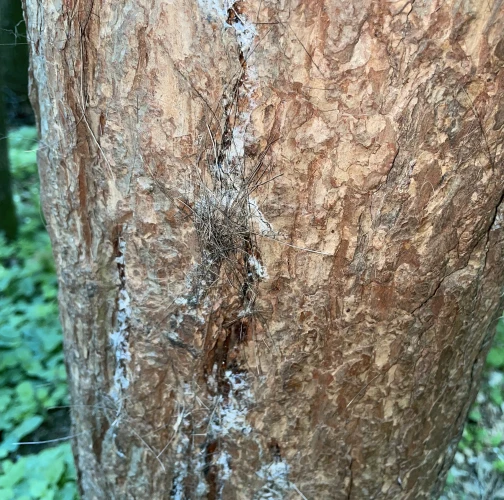  Vladimír Šalgovič