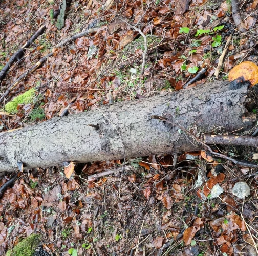  Katarína Bobríková 