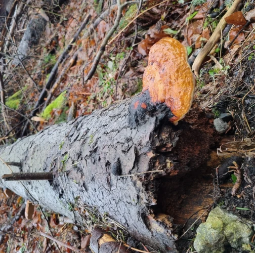  Katarína Bobríková 