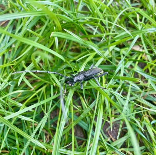 Long-horned beetle Cerambyx scopolii