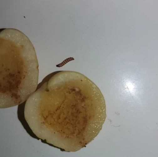 A - This species is not in the database yet