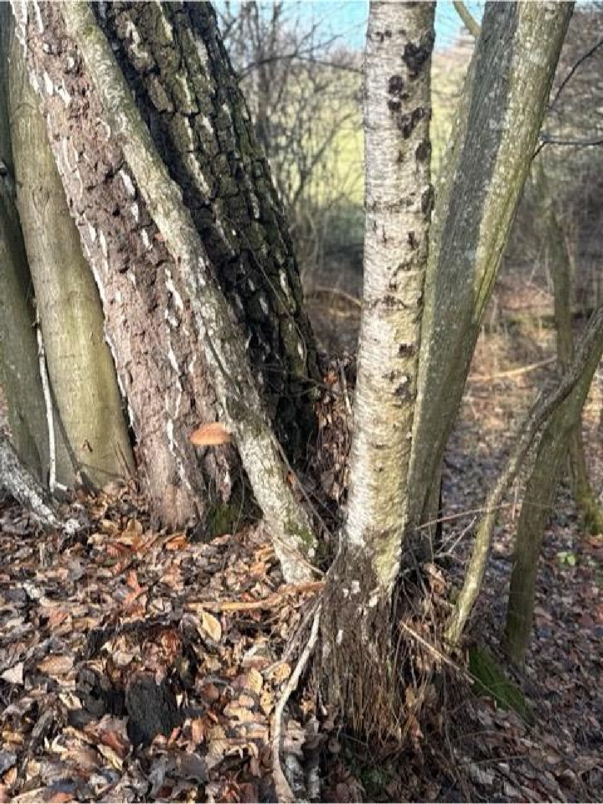 A - nie je v databáze