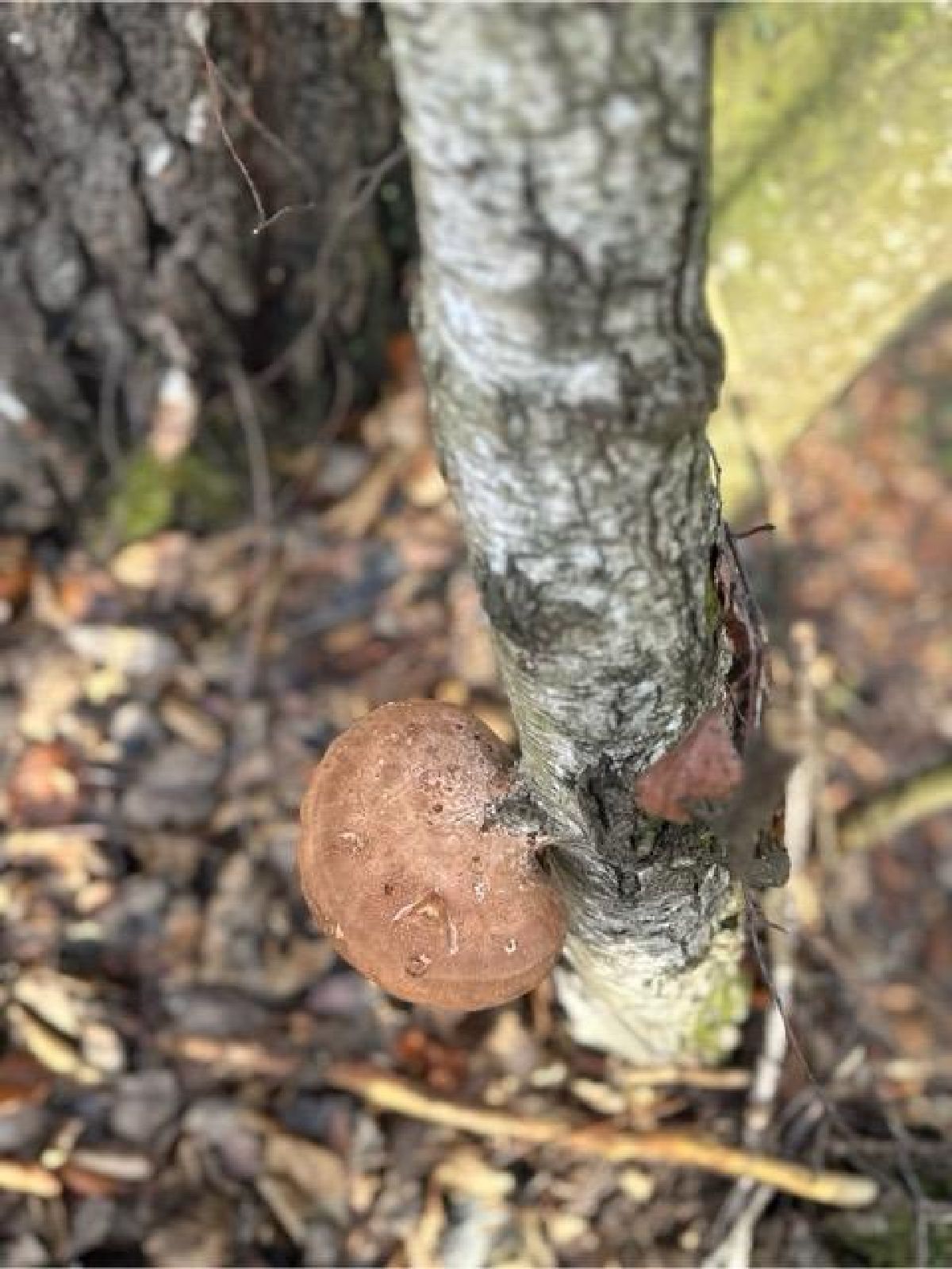 A - nie je v databáze