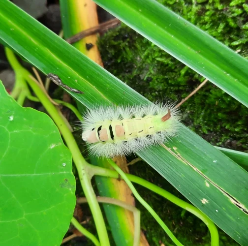 Pale tussock