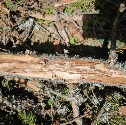 European spruce bark beetle