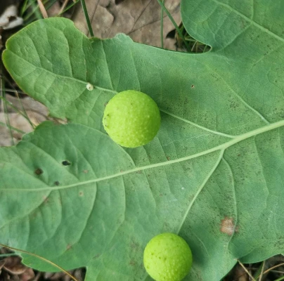 Cynipid gall wasp Cynips quercusfolii 